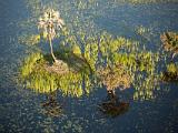 Africa 014 : Aerial View, Africa, Botswana, Delta, Landscape, Mombo, Okavango, Travel